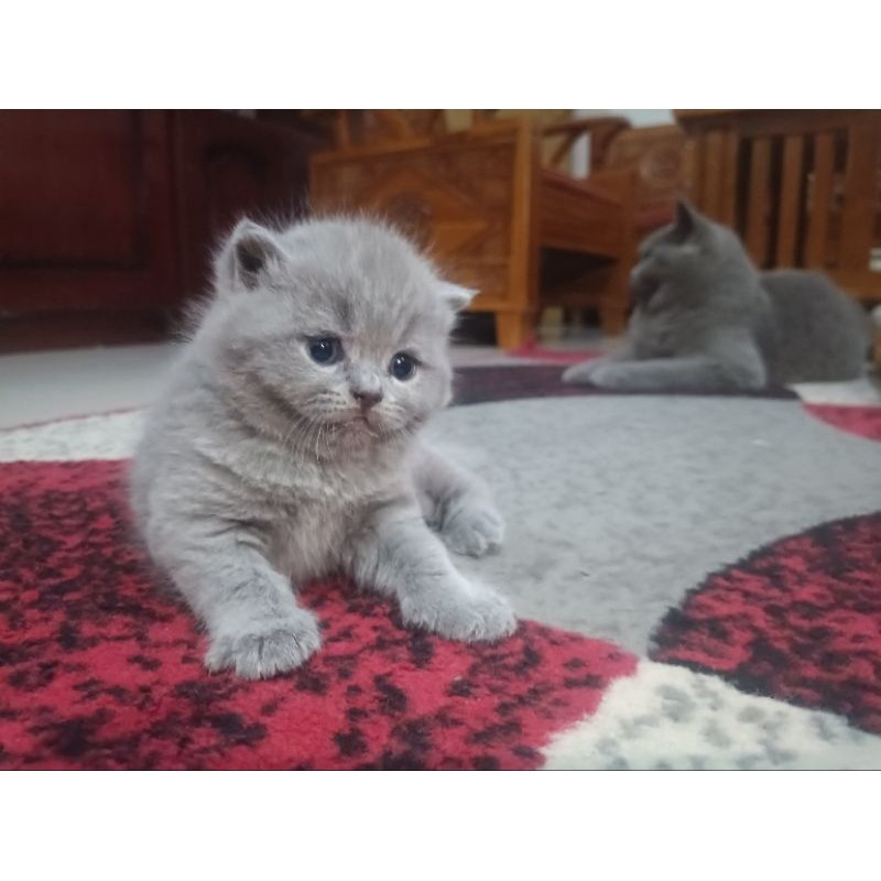 Kucing British Shorthair Kitten PO