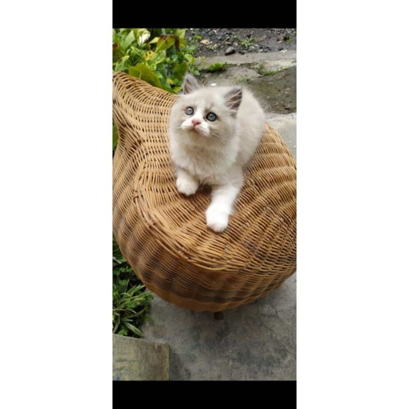 Kucing Ras Ragdoll Pure Sehat Dan Lucu