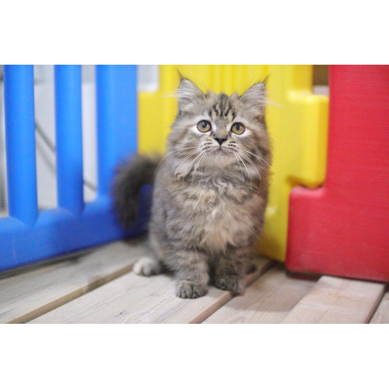 Persia mix Mainecoon Betina