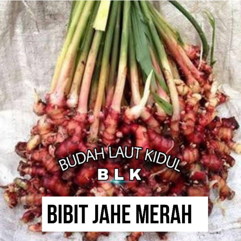 Bibit jahe merah | Bibit Jahe merah Berkualitas | perpohon
