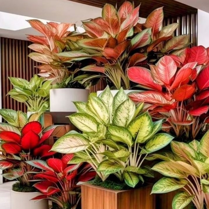 (BISA COD) Aglonema Diven Tisu Golden - tanaman hias murah meriah - diven cantik - tanaman hidup