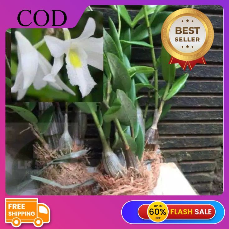 Anggrek merpati Baby anggrek merpati