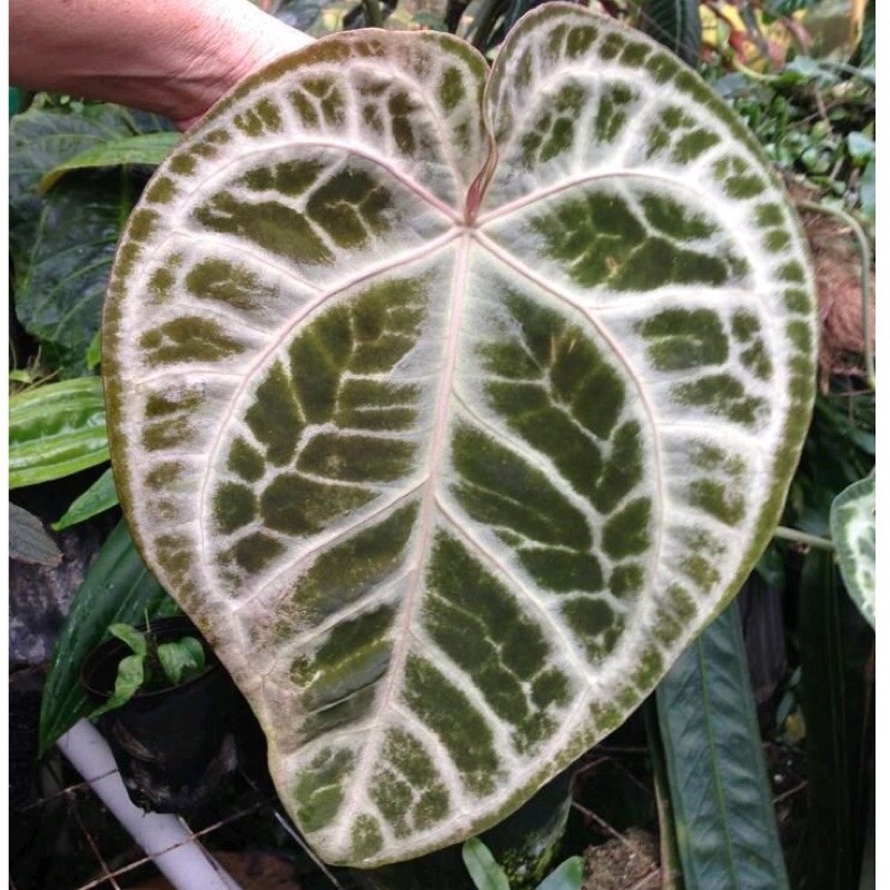 MURAH Tanaman hias Bibit Anthurium Silver Tiger-Anthurium Tiger