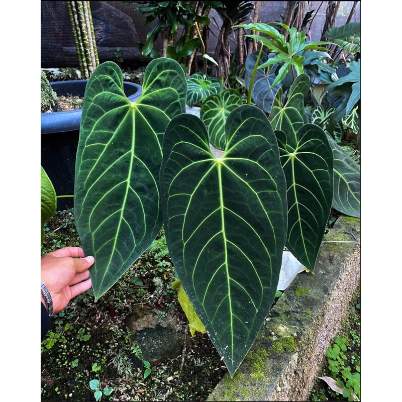 MURAH [Bisa Cod]Bibit Anthurium DarkMama Hybird berkualitas