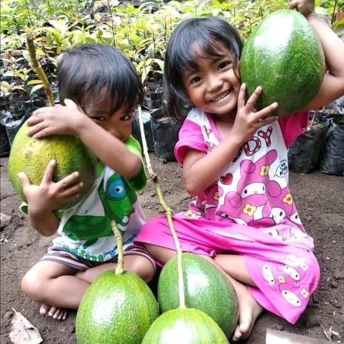 Bibit alpukat Markus jumbo hasil okulasi cepat berubah siap tanam