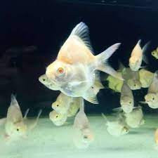 Kaviat Albino SB Kaviat Platinum Kaviat Green - ETALASE ( AKARA )