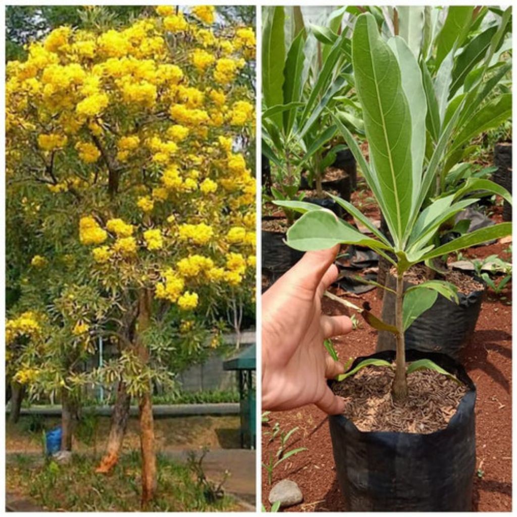 bibit bunga tabebuya kuning ukuran 1 meter
