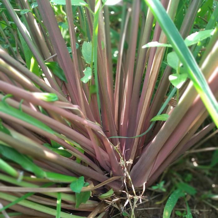 sereh wangi sereh merah/bibit 1 kg sereh wangi/sereh merah