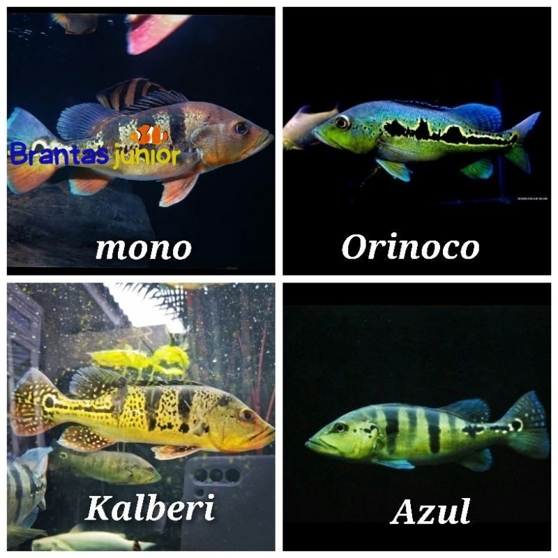 hiasan akuarium pbass mono pbass kalberi 7-8cm pibas