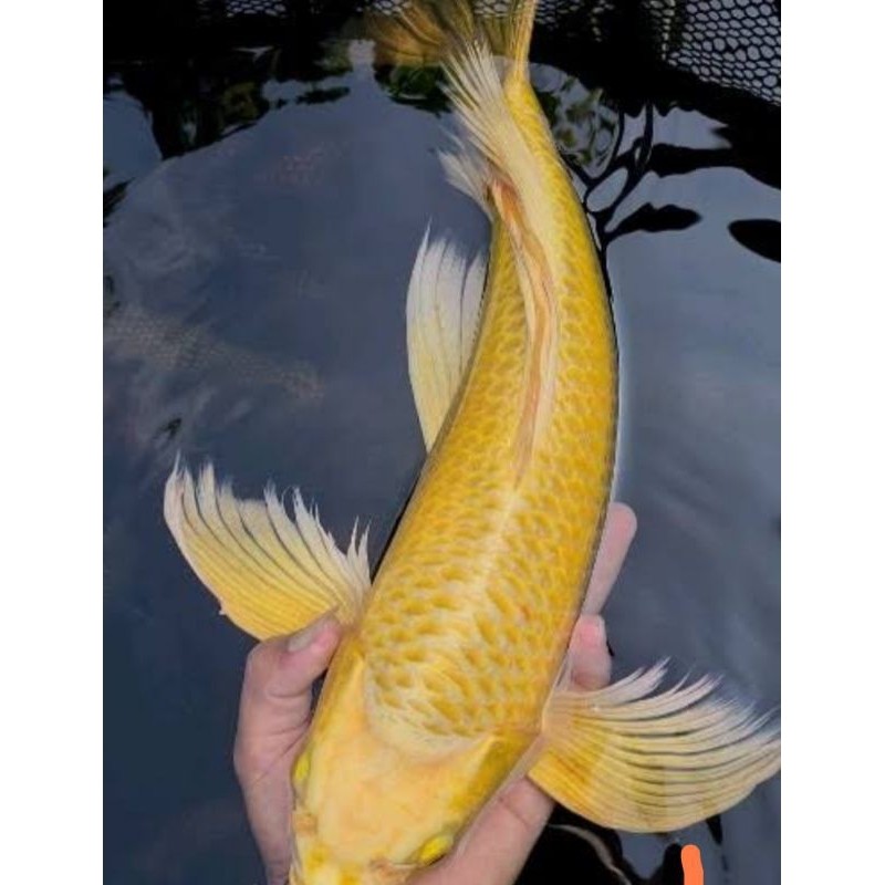 Ikan Koi Yamabuki Ogon Slayer  15-17 cm Longfin Hias Kolam Hiasan Aquarium Tankmate Warna Light Gold