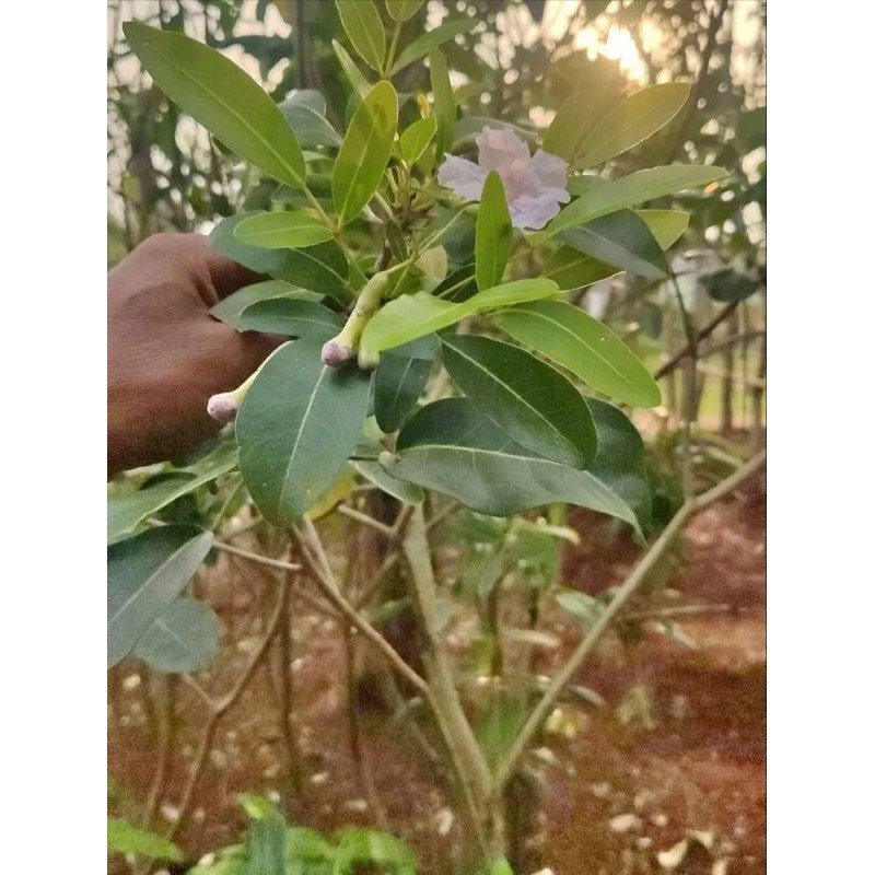 pohon tabebuya pink 2 meter - pohon peneduh