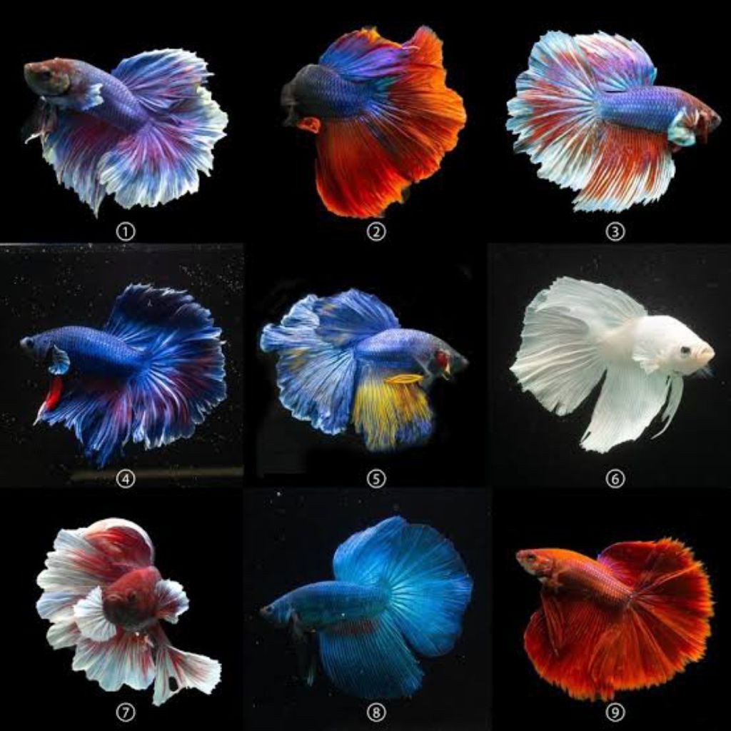 PAKET 5 PCS  METELYN BLUE UNTUK IKAN CUPANG HALFMON // WARNA CANTIK // HIASAN AKUARIUM // CUPANG KER