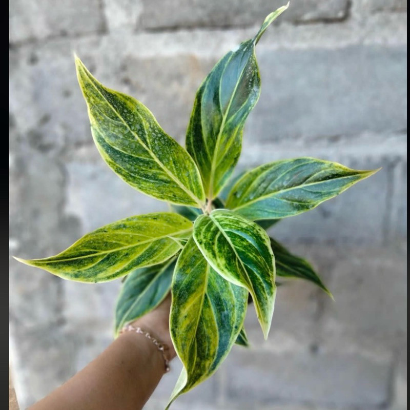 Tanaman Hias Aglonema White Lipstik - Aglonema Lipstik Putih