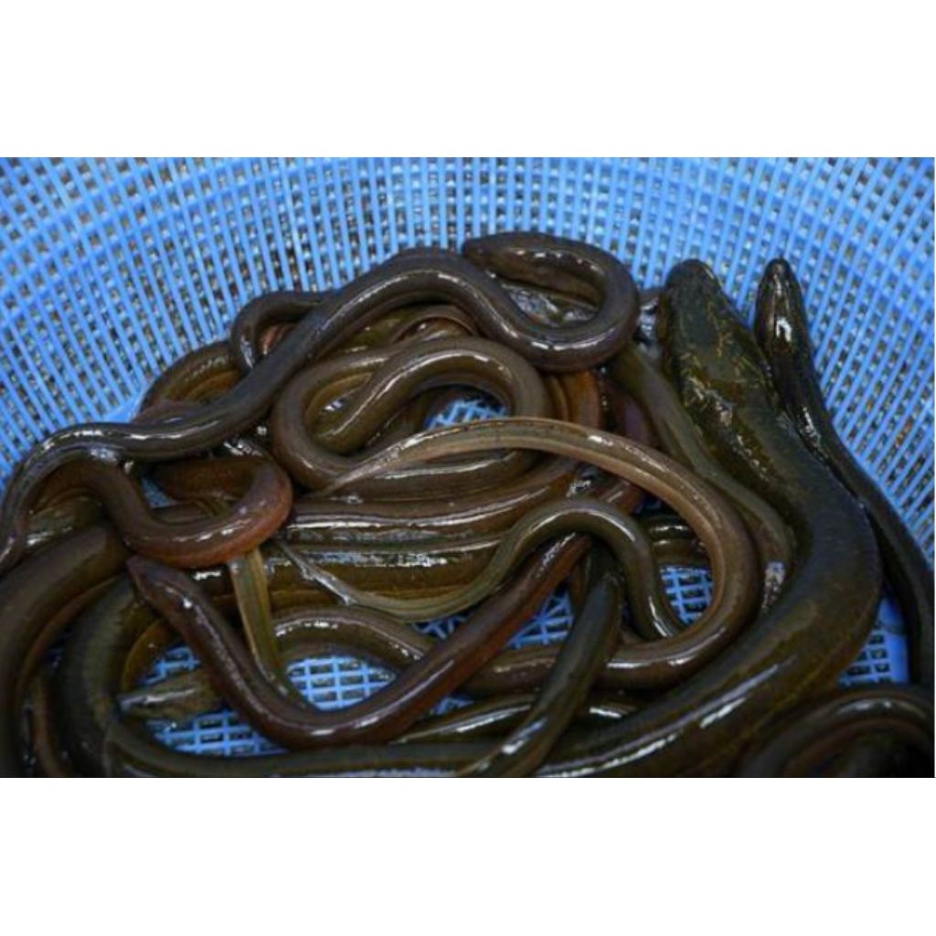 REDY STOK UMPAN PANCING BELUT SAWAH HIDUP UKURAN CAMPUR /EKOR