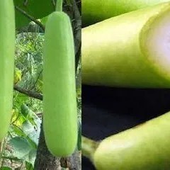labu siam putih PROMO HEMAT