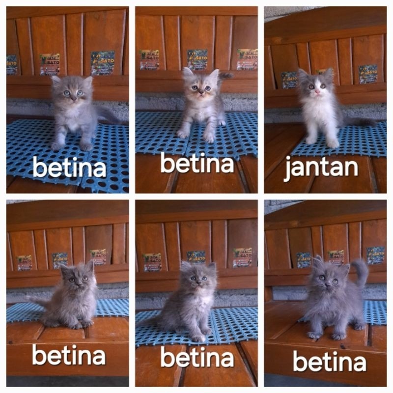 Kucing Kitten Persia Abu Lucu Gemoy