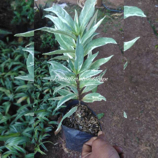 Tanaman Hias Gandarusa - Pohon Gandarusa - Tanaman Gandarusa
