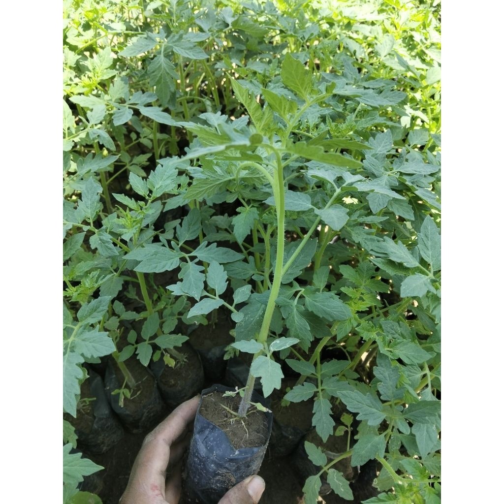 bibit tanaman tomat siap tanam sayur tomat