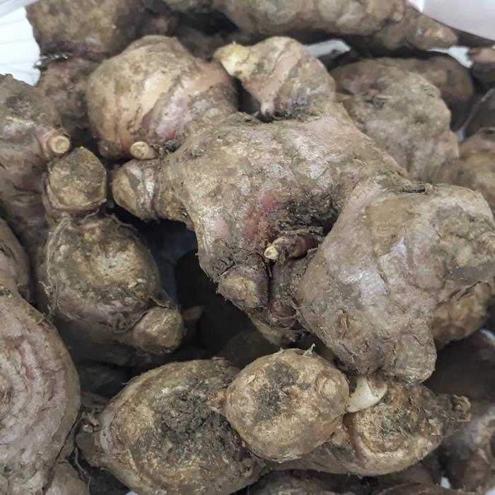 Jahe Merah Segar super / Jahe merah