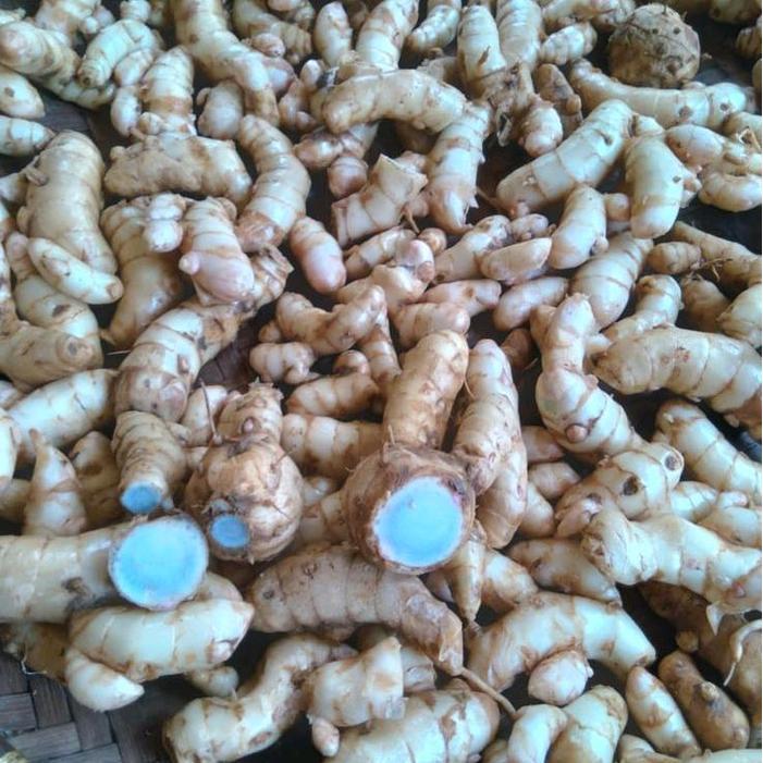obat herbal temu hitam/kunyit hitam segar berat 250 gram