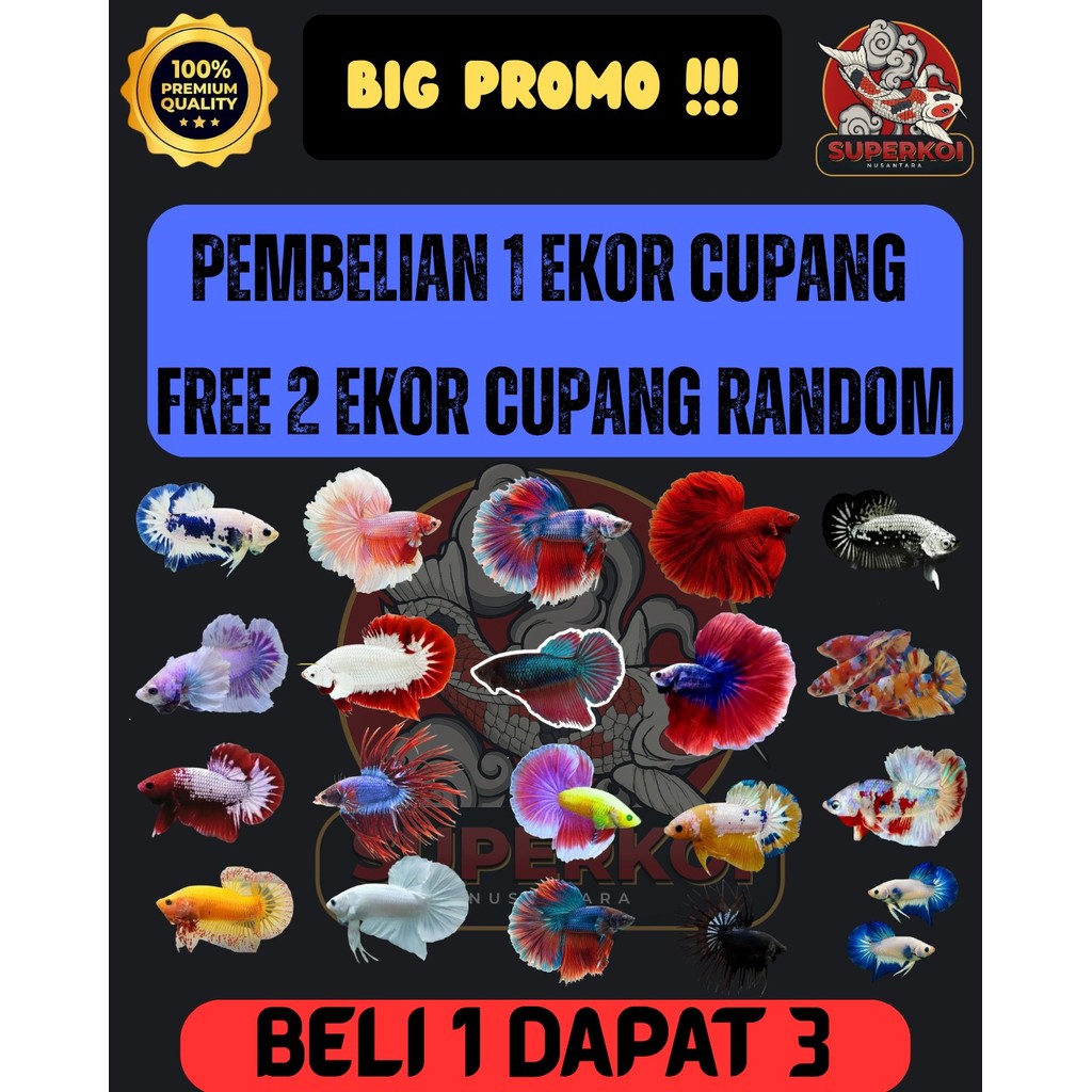 IKAN CUPANG PLAKAT HALFMOON DUMBO EAR BLUE RIM LENGKAP HIGH QUALITY TOP QUALITY