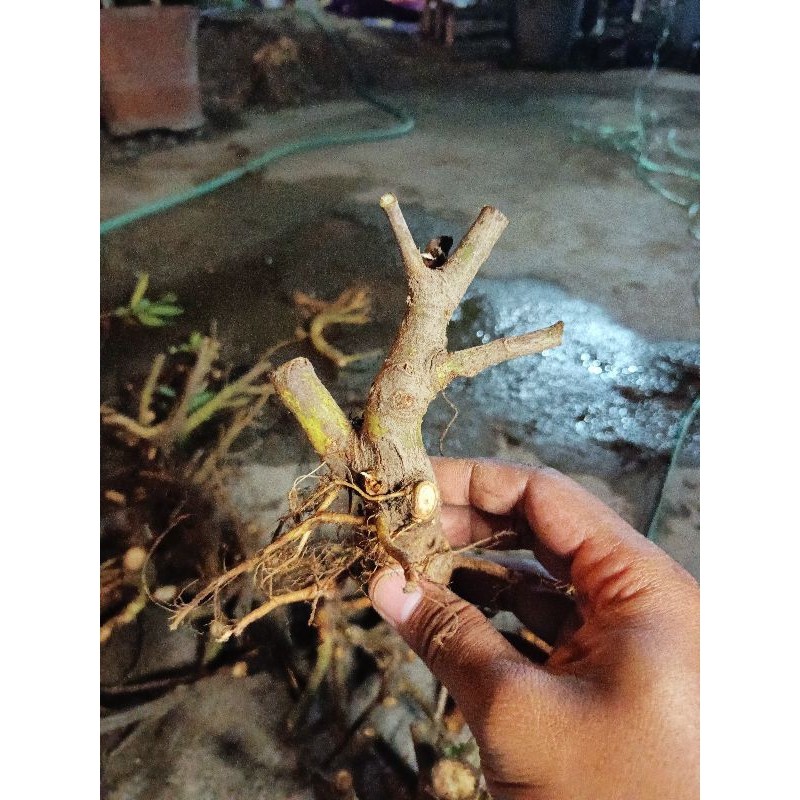 Promo BAHAN BONSAI LOA 20K-70K Raja Bonggol