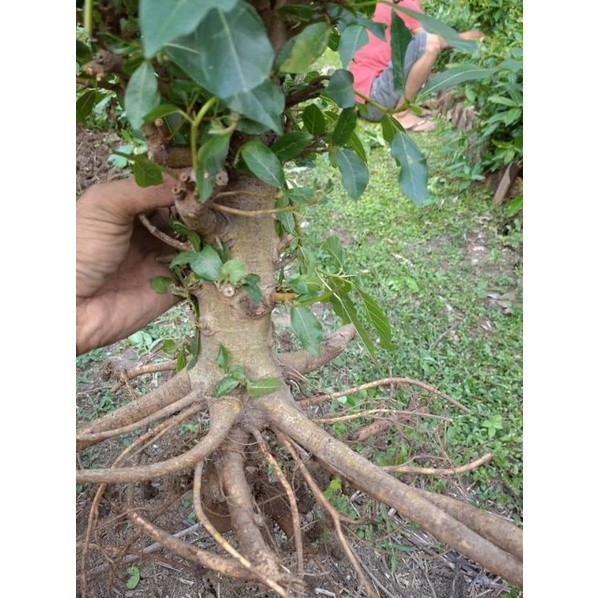 Promo Bonsai Bahan Bonsai Loa Fresh Akar Sehat Raja Bonggol