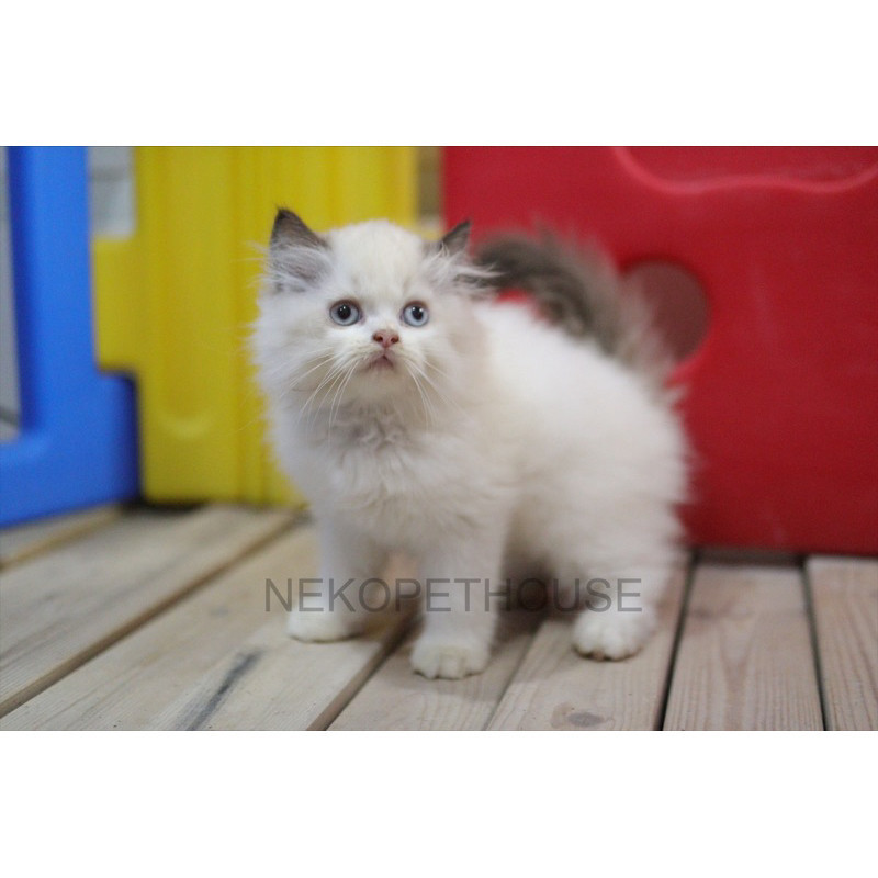 Kucing Ragdoll Anak Kucing Ragdoll