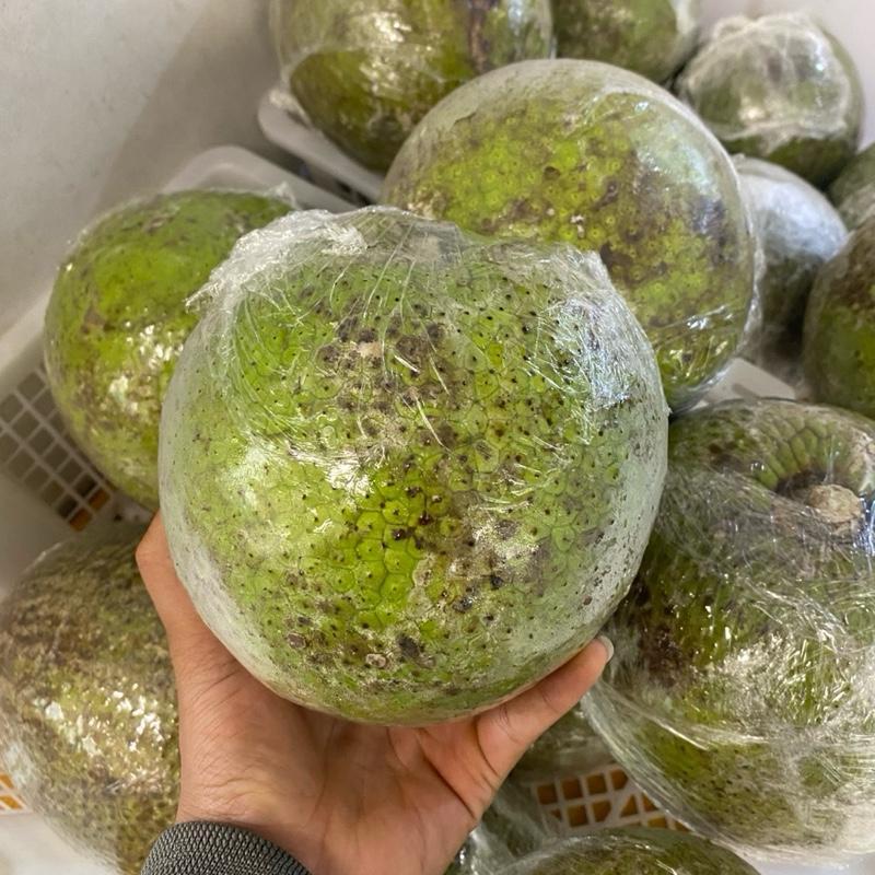 Buah Sukun Hijau Super / Sukun Hijau Fresh / 1 Pcs