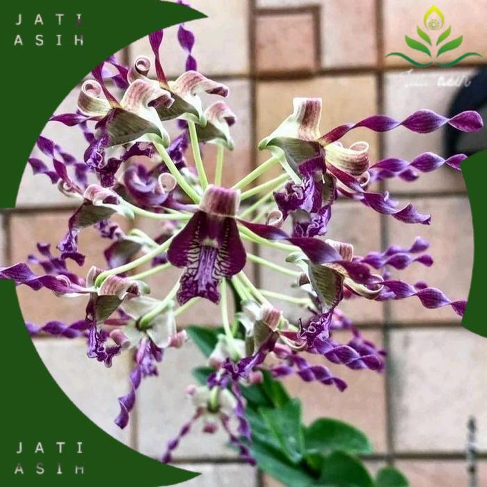 tanaman hias anggrek dendrobium keriting // anggrek dendrobium siap berbunga