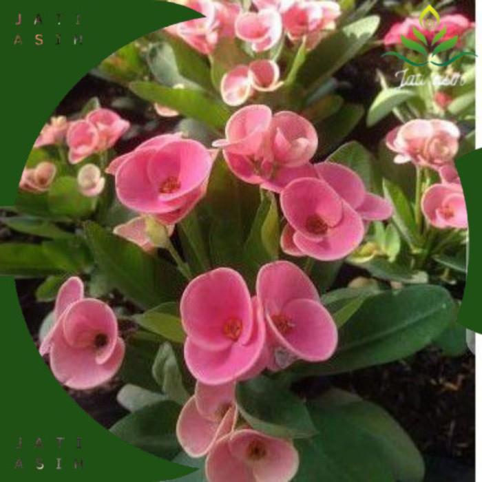 TANAMAN HIAS EUPHORBIA PINK TEROMPET//EUPHORBIA PINK - BUNGA HIAS EPORBIA - BUNGA HIAS HIDUP