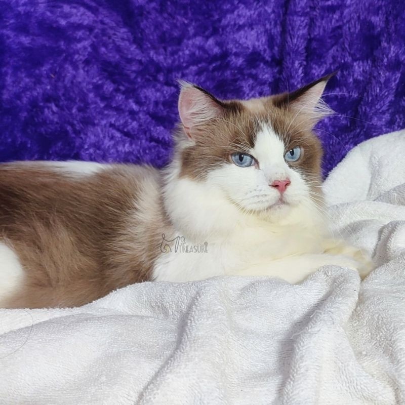 Ragdoll Seal Bicolor ️ BREED QUALITY