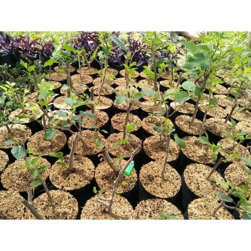 Promo Bahan bonsai murbei Raja Bonggol
