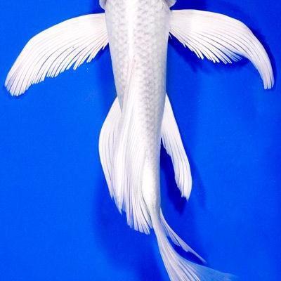 ikan koi platinum slayer UK 17-20cm