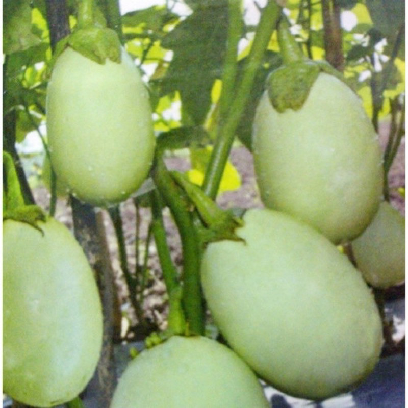 BIBIT TERONG PONDOH