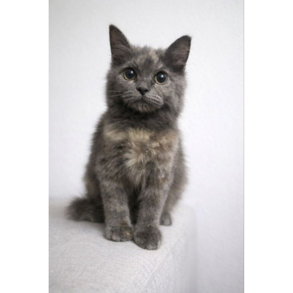 kucing kitten bsh mix persia
