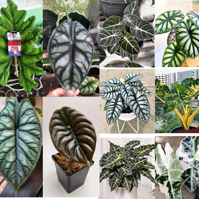 paket 10 bibit keladi alokasia alocasia cantik