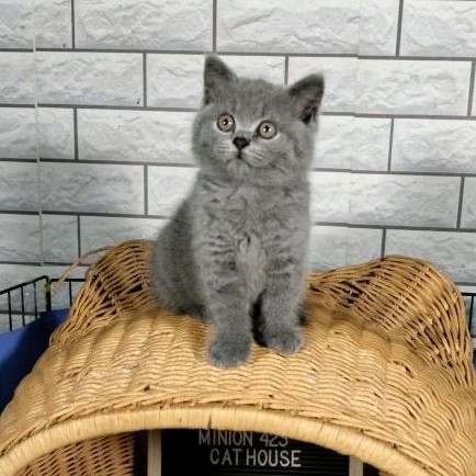 Kitten British Shorthair Pure / Kucing BSH
