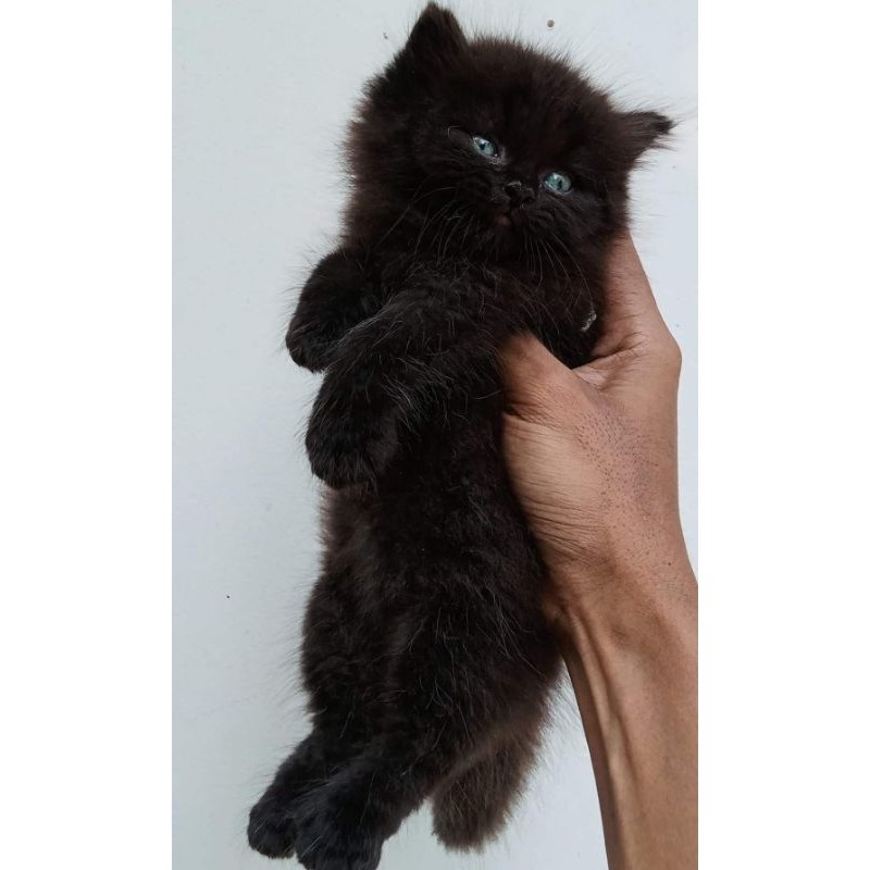 Kucing Persia Hitam lucu gagah menawan