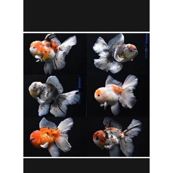 SEPASANG KOKI ORANDA PW INDUKAN MIX RANDOM CANTIK 10-13 CM