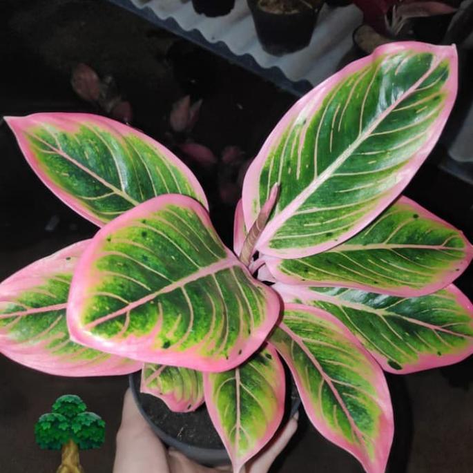 For saleTanaman hias aglonema lotus delight / Bunga aglonema lotus delightbisa (cod)