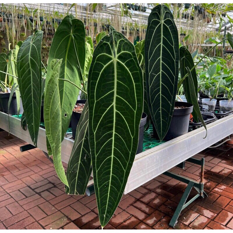 MURAH Tanaman Hias baby anthurium lidah gajah - anthurium warocqueanum baby