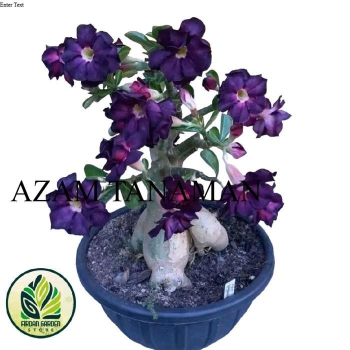 adenium super Tanaman Hias Adenium kamboja jepang bunga tumpuk Terlaris - adenium 1 termurah dan ori