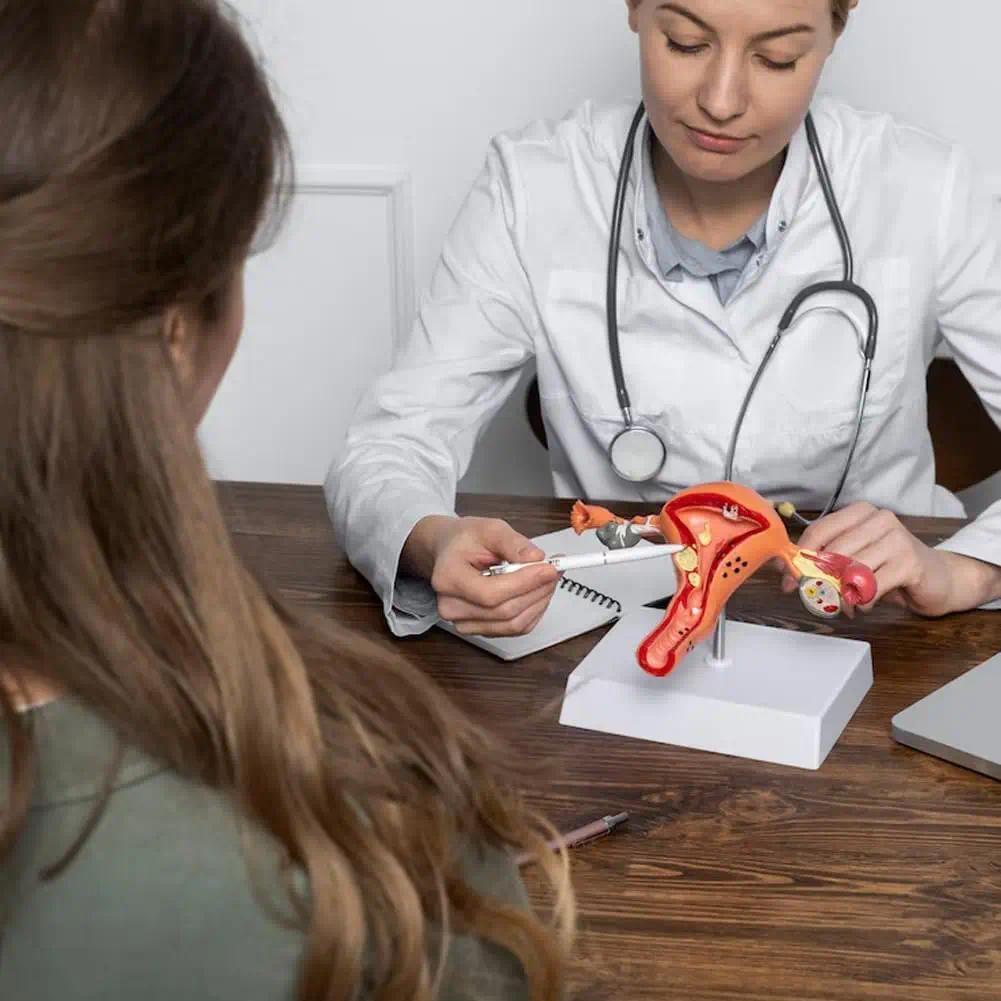 Uterus Ovary Model Pathological Uterus Ovary Anatomical Model Anatomy Cross Section Study Tool Mecal