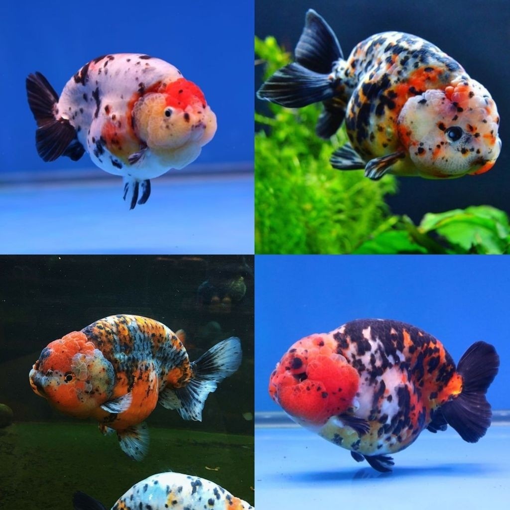 Ikan Hias Koki Ranchu Cow Size 6-7 cm Ranchu Sapi Ranchu Calico