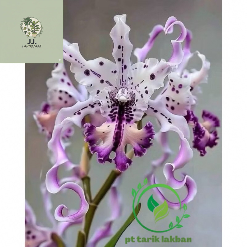 COD Terlaris Anggrek Dendrobium Import Purple Spider - Anggrek Dendrobium Dewasa - Anggrek Bunga Hid