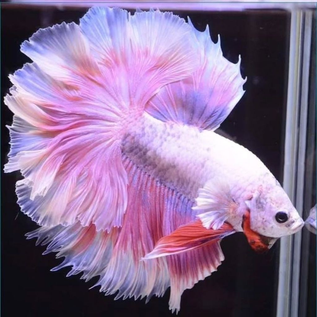 (PROMO) Halfmoon Cupang Male Pink Aurora SizeM+ medium