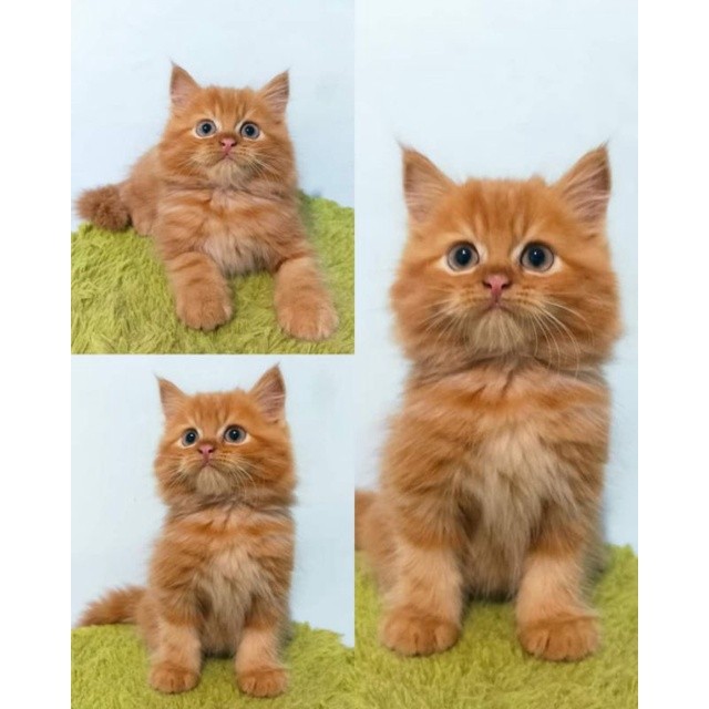 Kucing Persia anggora khusus oren/hitam