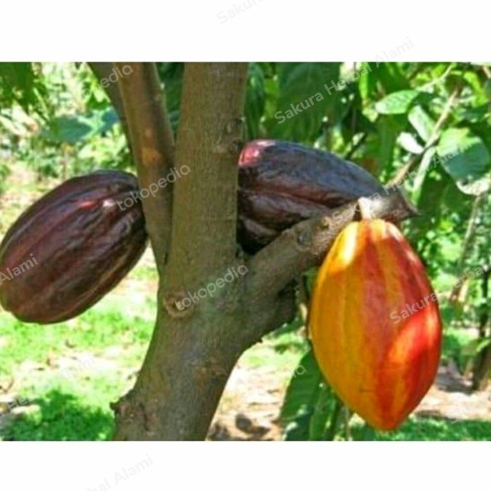 buah coklat tua dan matang perbuah