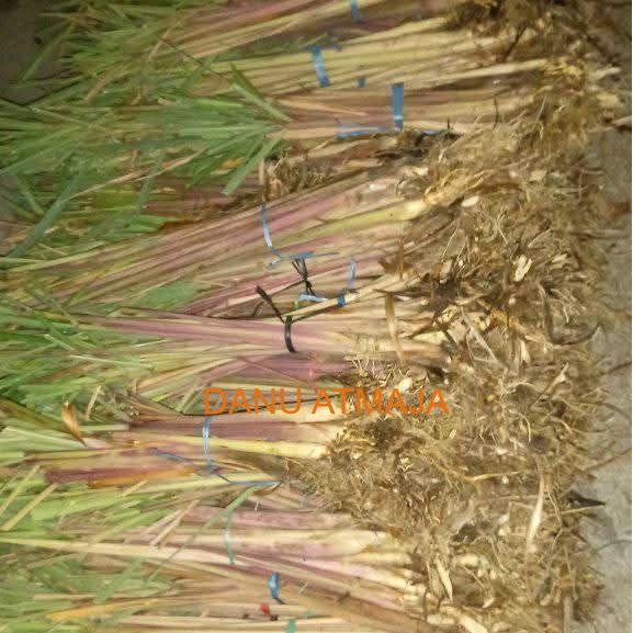 sereh wangi/sereh merah 1kg